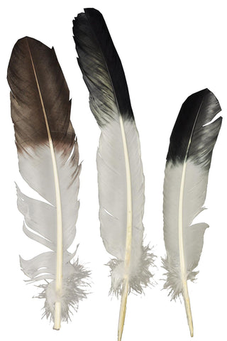 Eagle Tip Feather