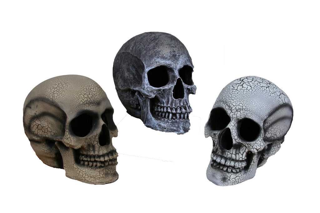 Realistic Skull Small White