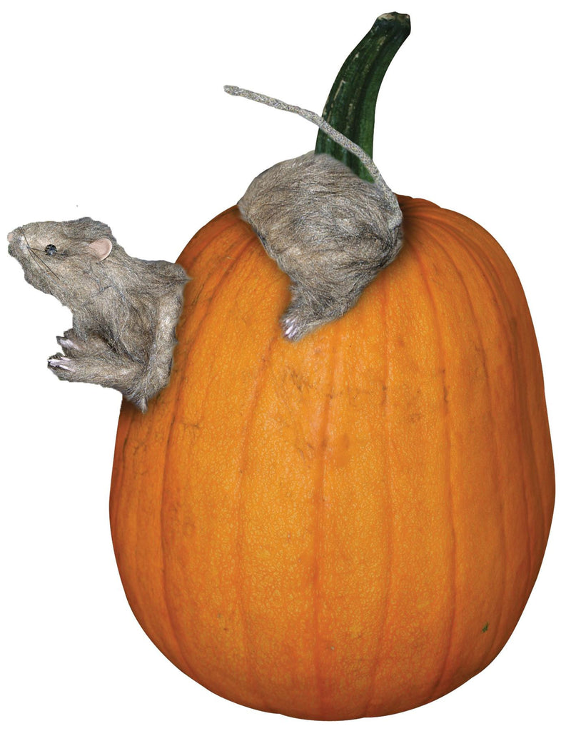 Rat Pumpkin Push In